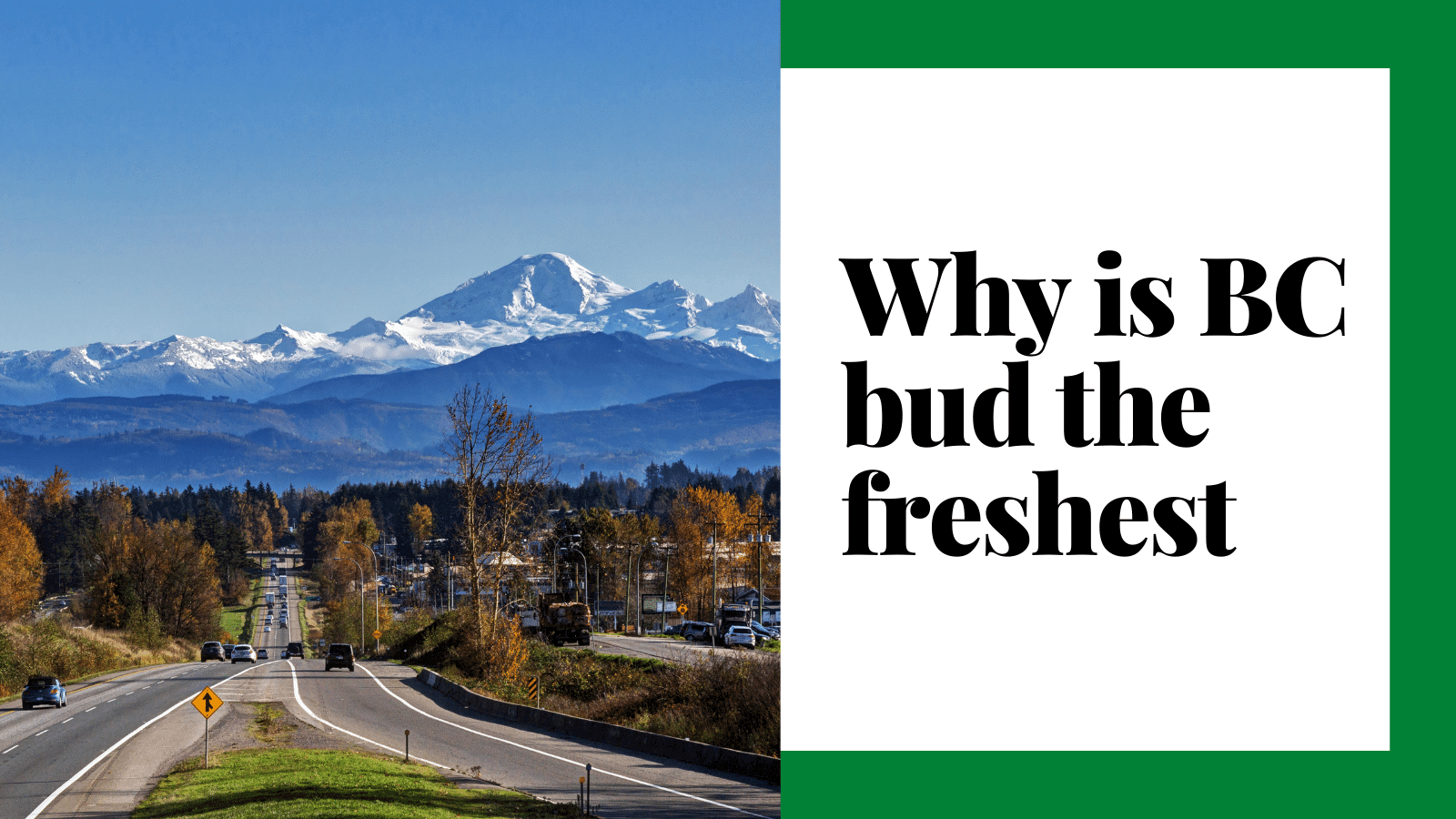 Why is B.C. Bud the Freshest?