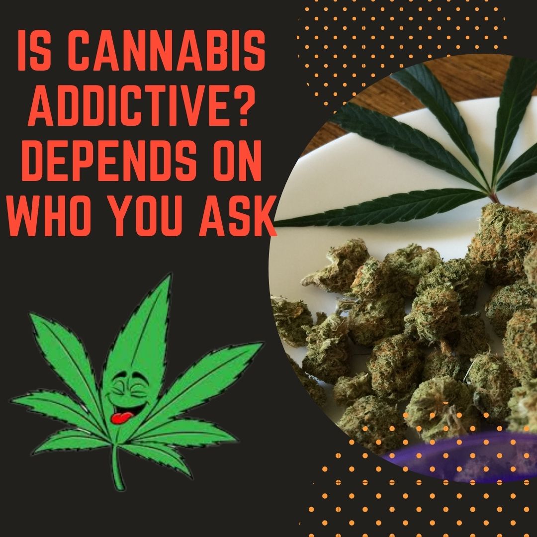 cannabis sativa