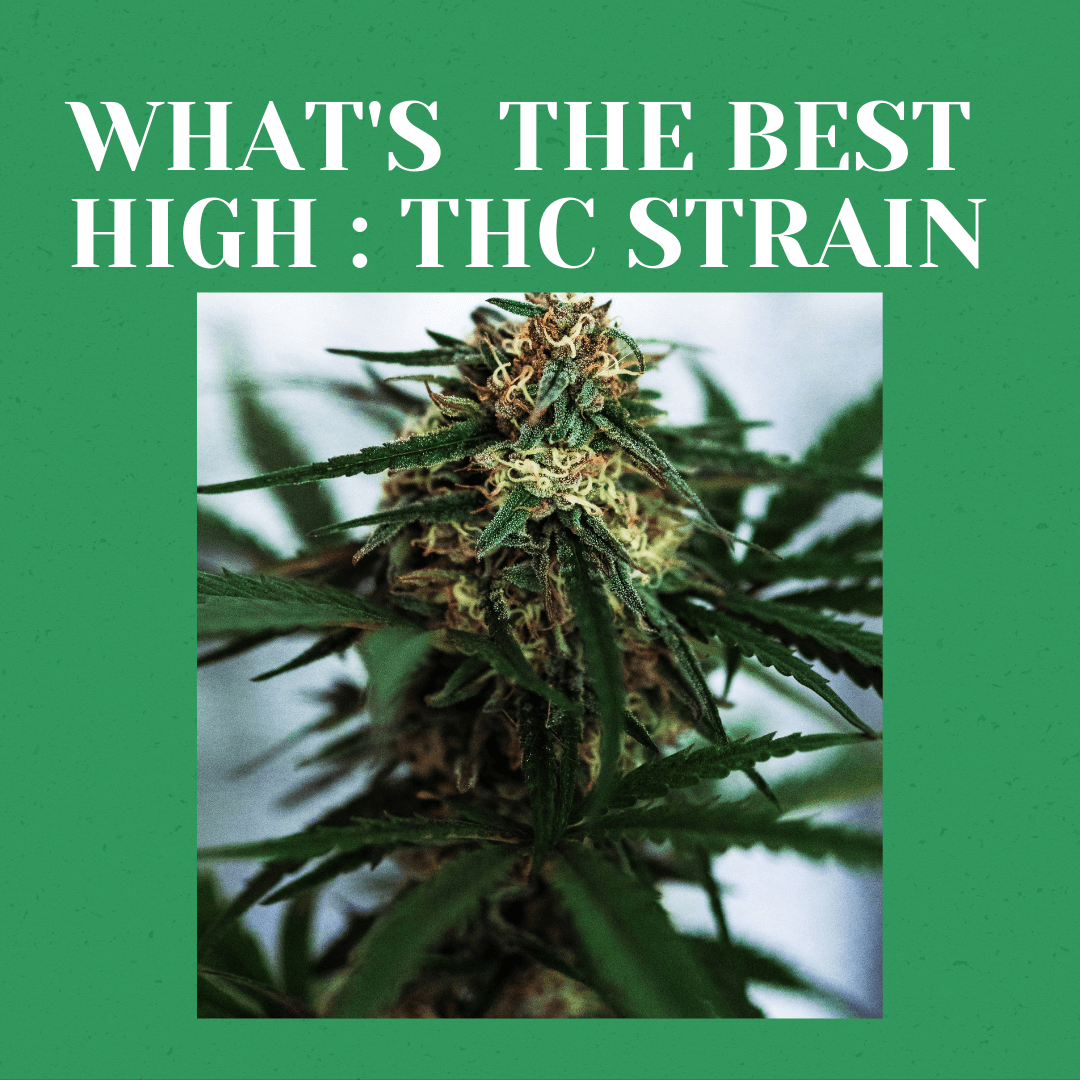 What's the Best High-THC Strain?