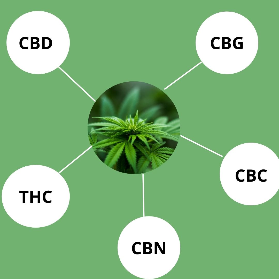 Weed 101: Difference Between Cannabinoids And Terpenes