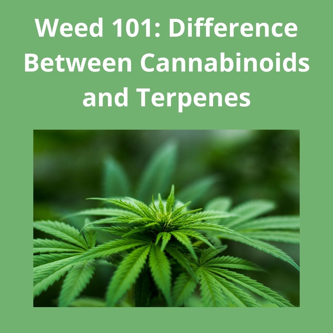 Weed 101 Difference Between Cannabinoids And Terpenes 