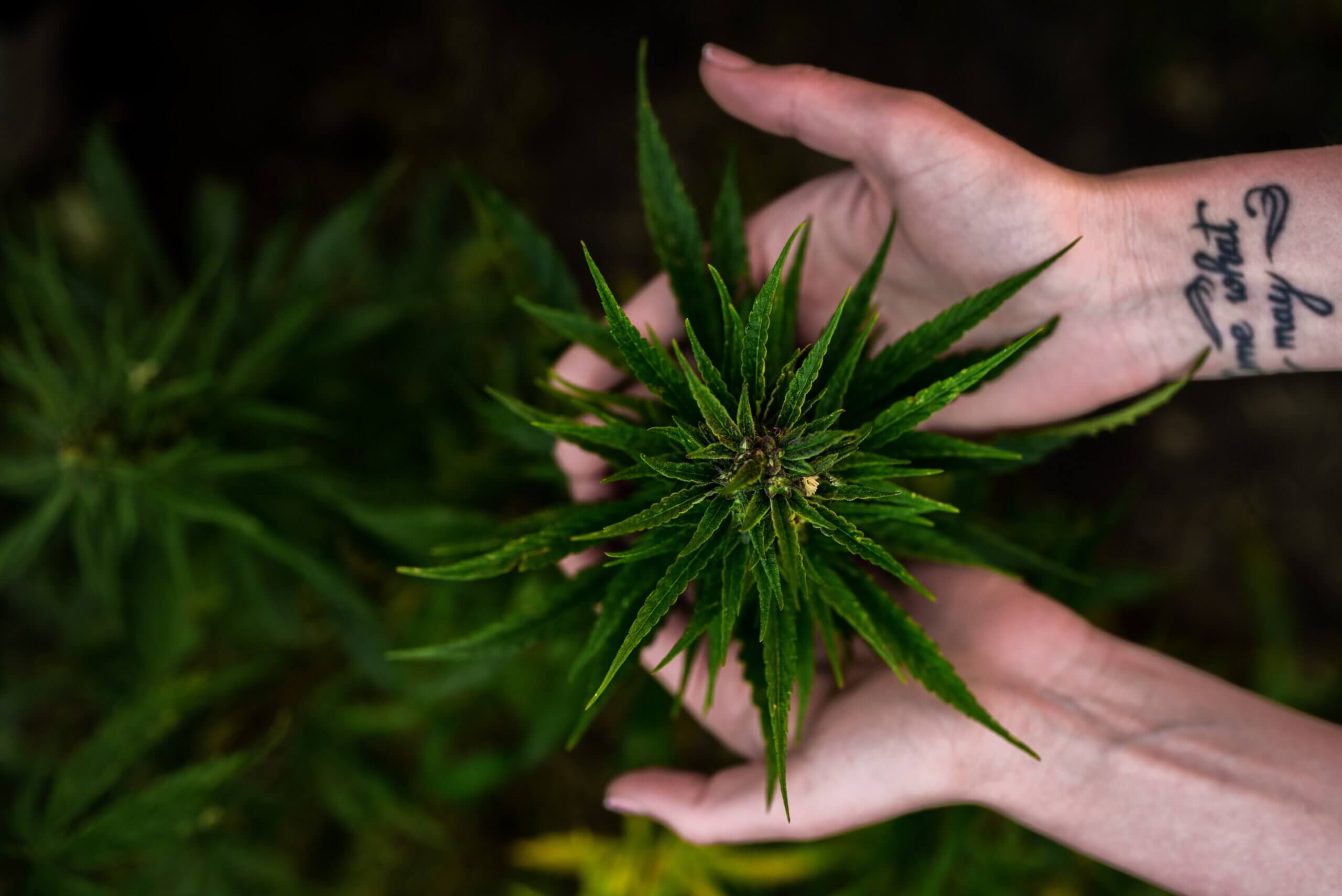 grow marijuana