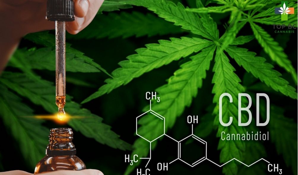 How is CBD Derived from Hemp Different from CBD Derived from Cannabis?